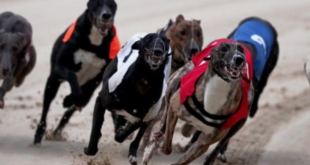 SBC News Bookmakers commit to £3m funding scheme for Greyhound welfare
