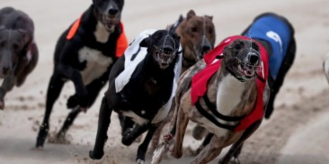 SBC News Bookmakers commit to £3m funding scheme for Greyhound welfare