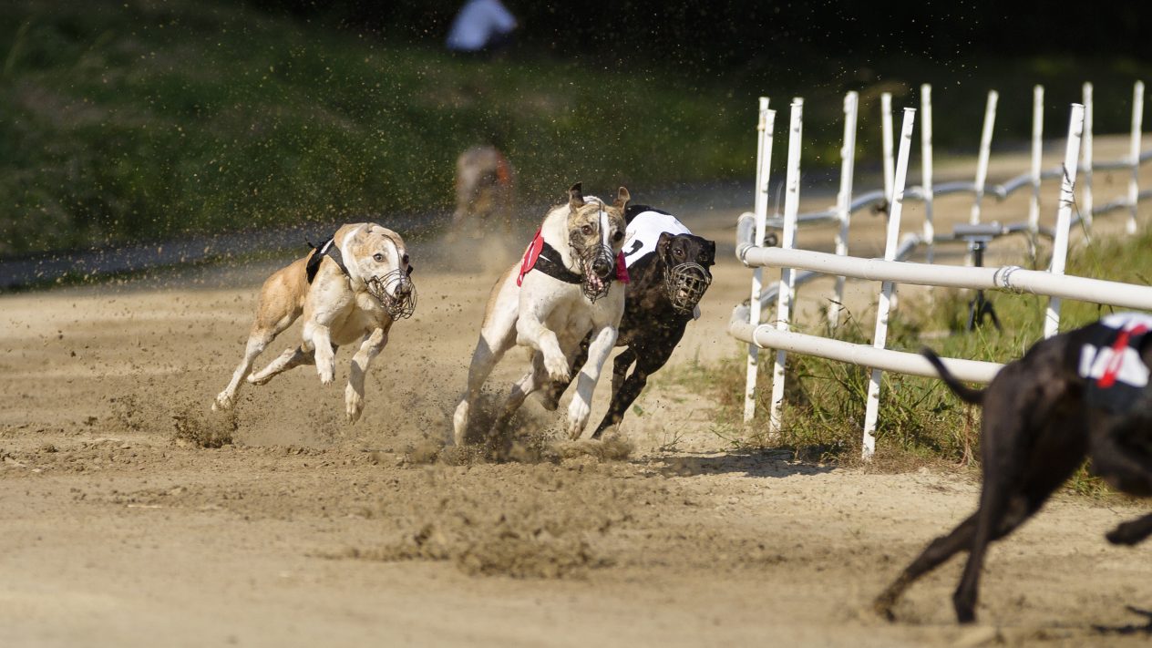 SBC News SIS pens new greyhound content distribution deal with BetMakers