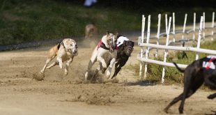 SBC News SIS pens new greyhound content distribution deal with BetMakers