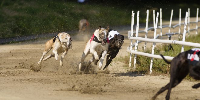 SBC News SIS pens new greyhound content distribution deal with BetMakers
