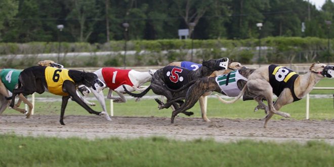 SBC News Greyhound Board of Great Britain commits further funding to animal welfare