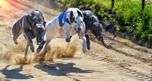 SBC News SIS delivers greyhound content to WatchandWager.com