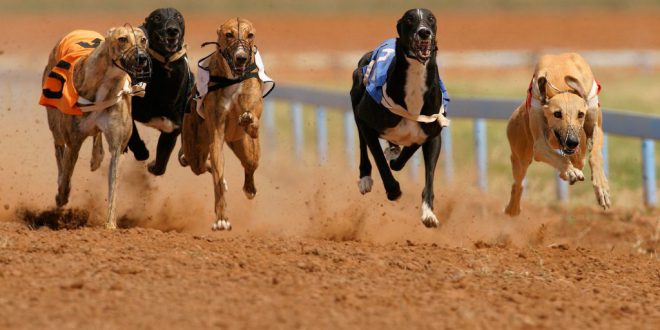 SBC News ARC limits COVID-19 impacts with financial support for greyhound trainers