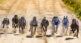 SBC News COVID-19: Greyhound racing moves behind closed doors