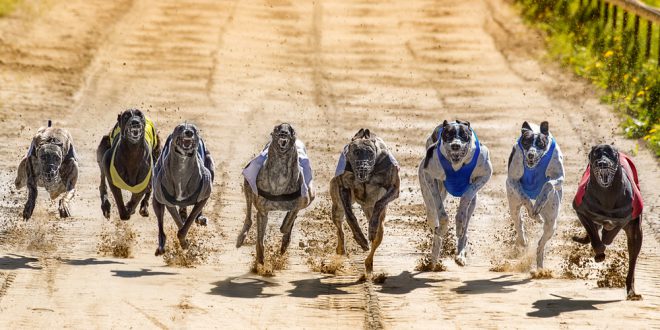 SBC News COVID-19: Greyhound racing moves behind closed doors