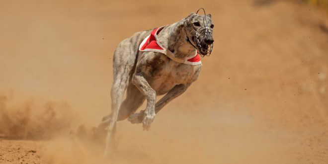 SBC News ARC continues financial support for greyhound trainers during COVID-19 shutdown