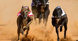 SBC News AllSported launches greyhound racing API