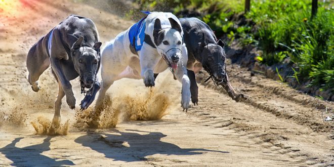 SBC News SIS reintroduces Towcester service as it resumes full greyhound schedule