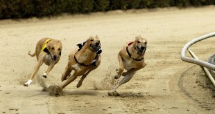 SBC News SIS adds Irish Greyhound Derby to its portfolio