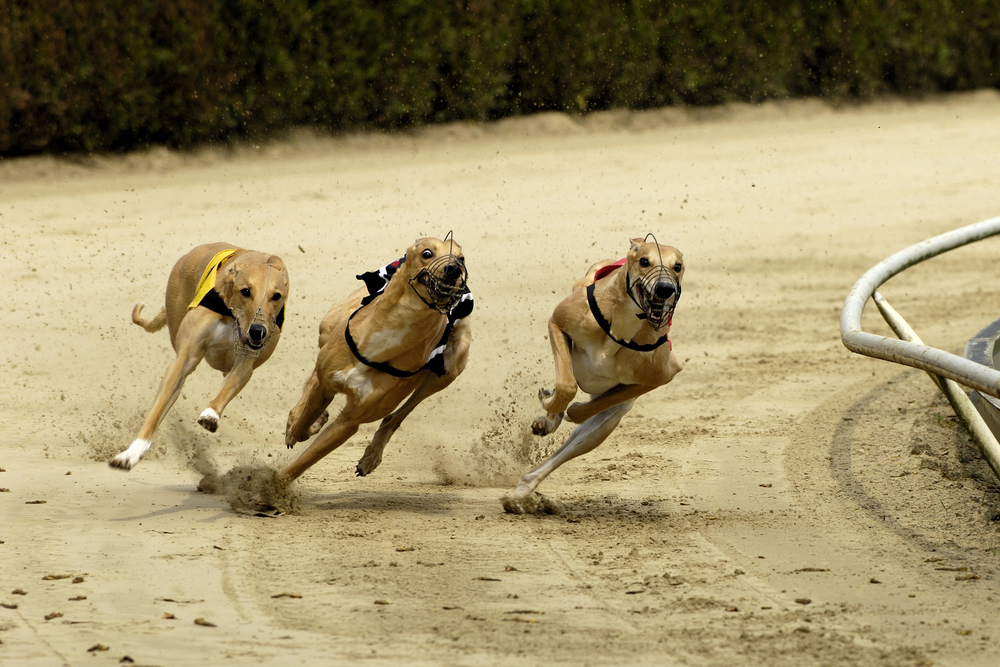 SBC News SIS adds Irish Greyhound Derby to its portfolio