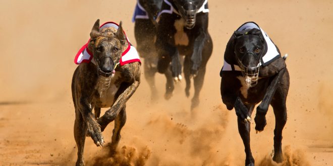 SBC News MansionBet ups commitment to greyhound racing with BGRF contributions