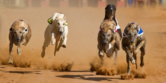SBC News Colossus Bets backs greyhound Grand National in five-figure deal