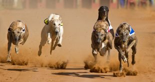 GBGB confirms greyhound racing to go ahead despite tightening restrictions