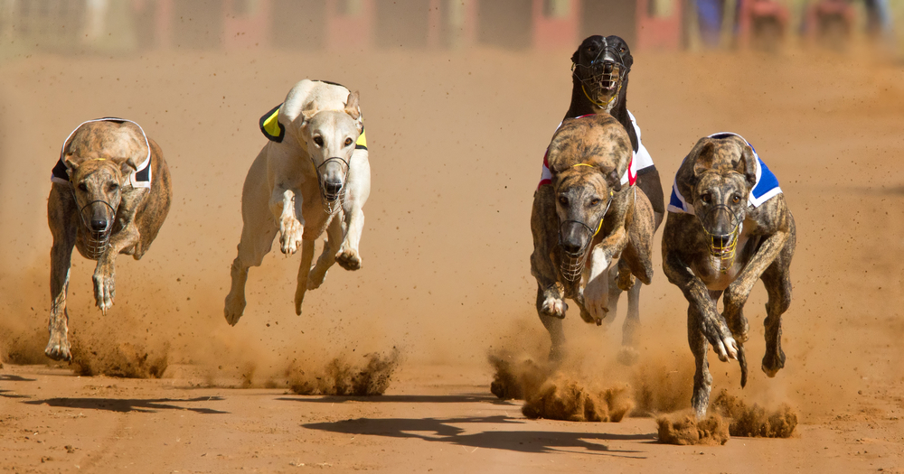 GBGB confirms greyhound racing to go ahead despite tightening restrictions