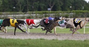 MansionBet enhances ARC partnership with greyhounds sponsorship