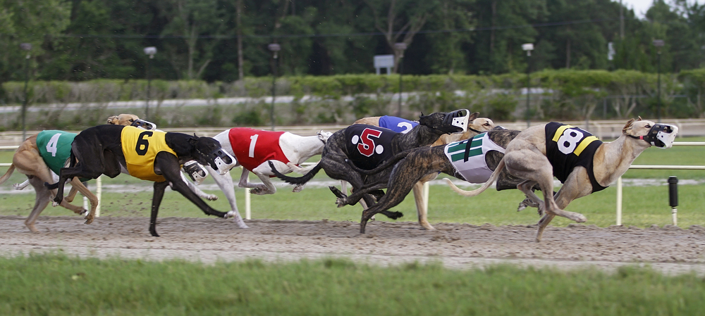 Scotland putting final nail in coffin of greyhound racing 1 MansionBet enhances ARC partnership with greyhounds sponsorship