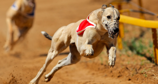 SBC News Entain and ARC form media JV to revitalise greyhound racing’s appeal