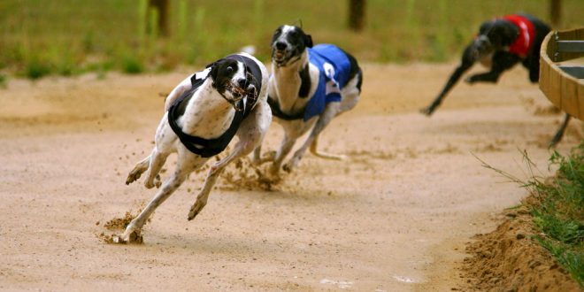 SBC News BGRF announces £1.1 million support package for greyhounds
