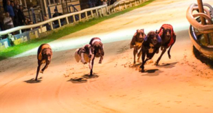 SBC News ARC acquires Central Park ahead of Greyhound racing makeover 
