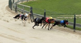 SBC News Opportunity in UK greyhound racing as ARC takes PGR rights to tender