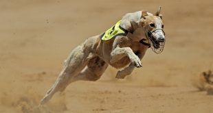 LeoVegas adds greyhound content via SIS Watch and Bet deal
