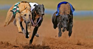 SBC News Oxford Stadium ‘delighted’ to get greyhound racing ‘over the line’