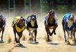 SBC News SIS and PGR ‘protect the future’ of greyhound racing with new schedule