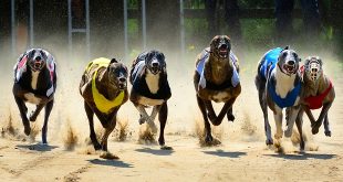 SBC News Vermantia launches virtual greyhound racing for Eurobet