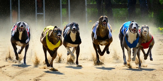 SBC News SSG’s Greyhound Smart View racecards remove ‘traditional complexities’