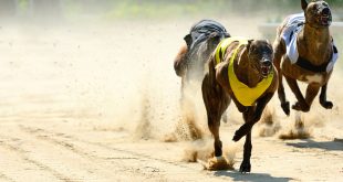 SBC News Dearbhla O’Brien put forward to lead Irish Greyhound Racing