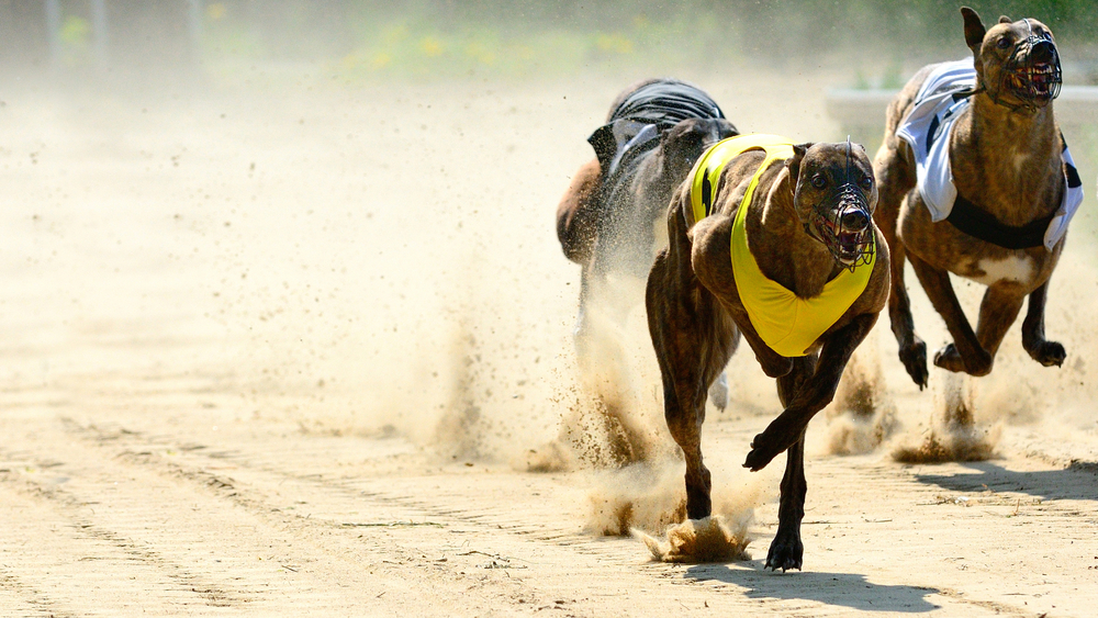 SBC News Sky Racing World ‘expands menu of North American content’ via AmTote deal
