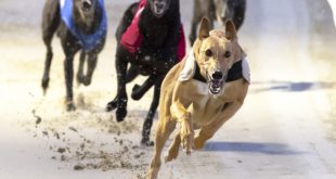 SBC News GBGB recruits Philip Law as greyhound racing’s new regulatory lead 