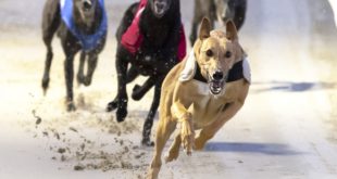SBC News GBGB condemns ‘ludicrous’ cross-charity greyhound racing ban call