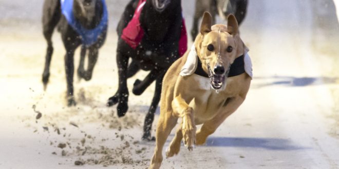 SBC News GBGB condemns ‘ludicrous’ cross-charity greyhound racing ban call