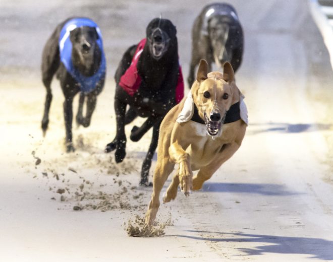 SBC News GBGB condemns ‘ludicrous’ cross-charity greyhound racing ban call