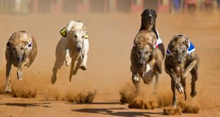 SBC News Racing Post Greyhound Bet upgrades portfolio with SIS footage