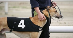 SBC News SIS to provide greyhound racing content to bet365 in long-term deal