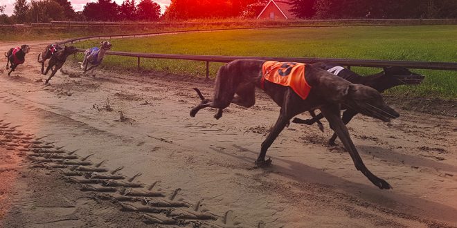SBC News GBGB assigns Racing and Sports PTY to upgrade UK greyhounds data intelligence