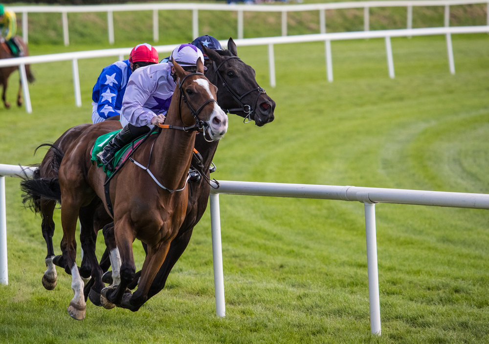 SBC News Racehorse Lotto to pursue Irish expansion with £2m raise