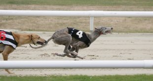 SBC News Campaigners call for Scottish greyhound racing ban