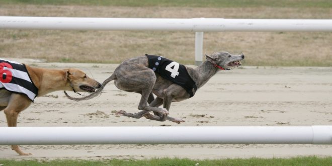 SBC News Campaigners call for Scottish greyhound racing ban