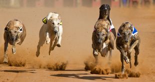 bet365 has shown its commitment to UK greyhound racing after agreeing a “significant sponsorship deal” aimed at supporting and promoting the sport.
