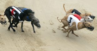 SBC News Lord Lipsey to improve ‘welfare, integrity and standards’ of Premier Greyhound Racing