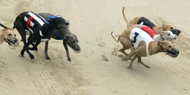 SBC News Lord Lipsey to improve ‘welfare, integrity and standards’ of Premier Greyhound Racing