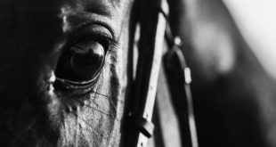 SBC News UK Racing launches HEROS aftercare equine welfare programme 