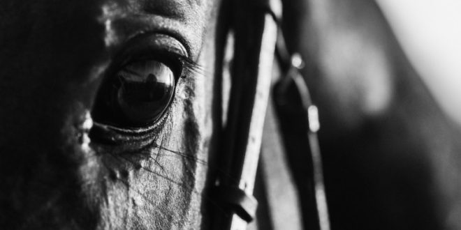 SBC News UK Racing launches HEROS aftercare equine welfare programme 