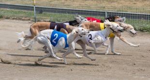 SBC News Greyhound Racing Victoria selects Sky Racing to boost wagering profile