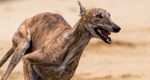 SBC News bet365’s UK greyhound racing support ‘integral’ to its sports offering