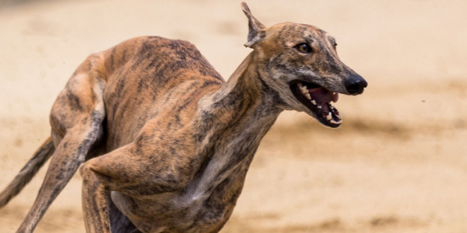 SBC News bet365’s UK greyhound racing support ‘integral’ to its sports offering